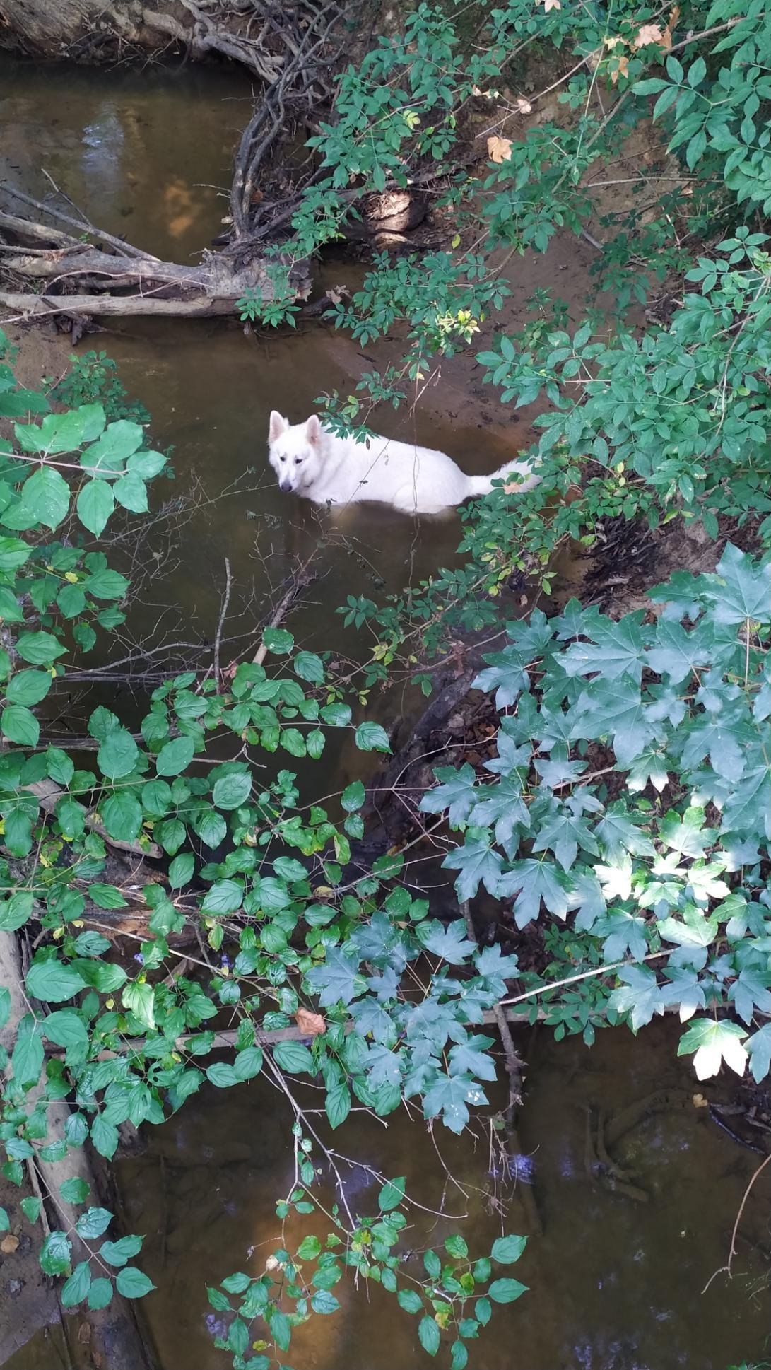 Un berger blanc suisse se baigne dans une rivière des Landes.